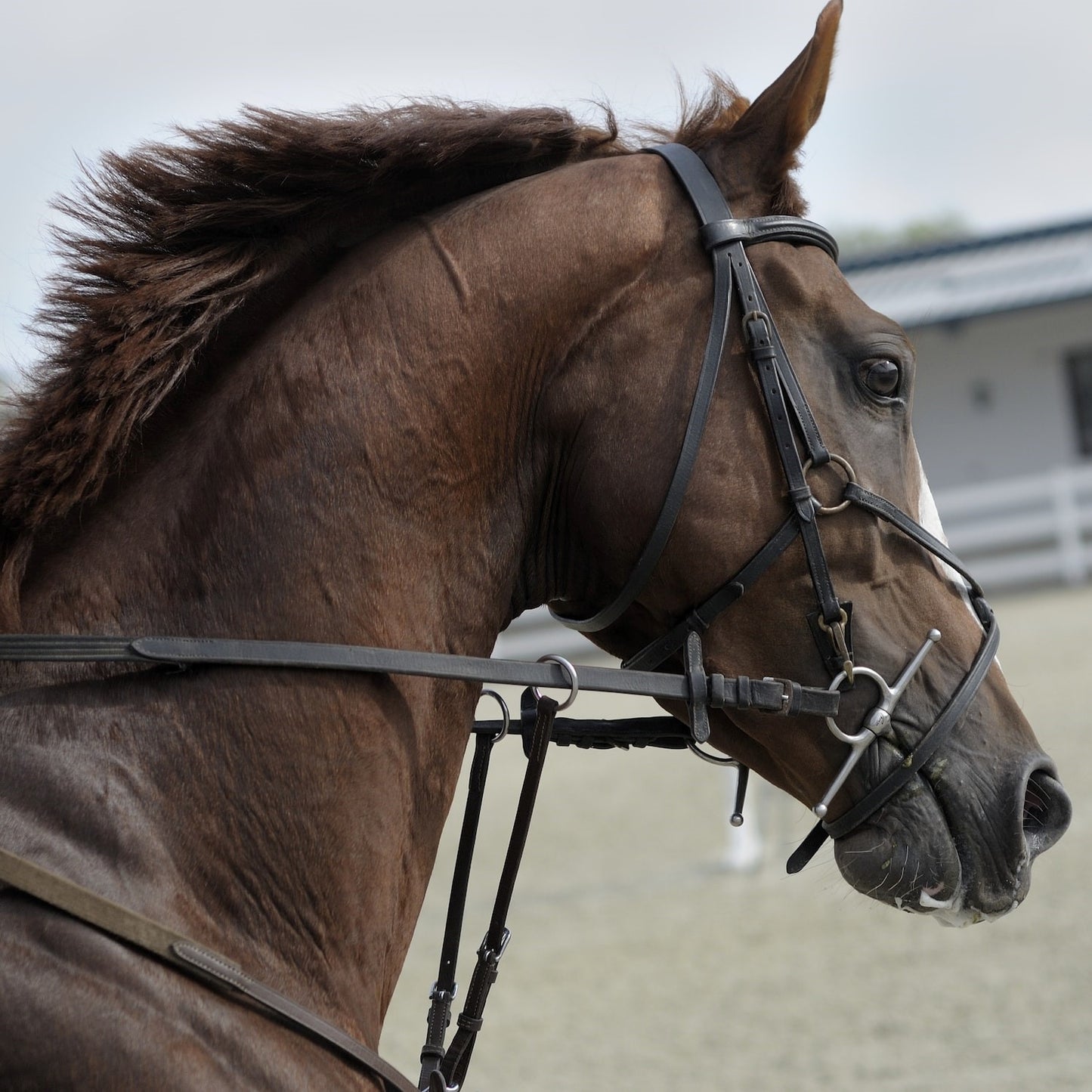 Bild eines Pferdes, das auf einer Reitanlage reitet